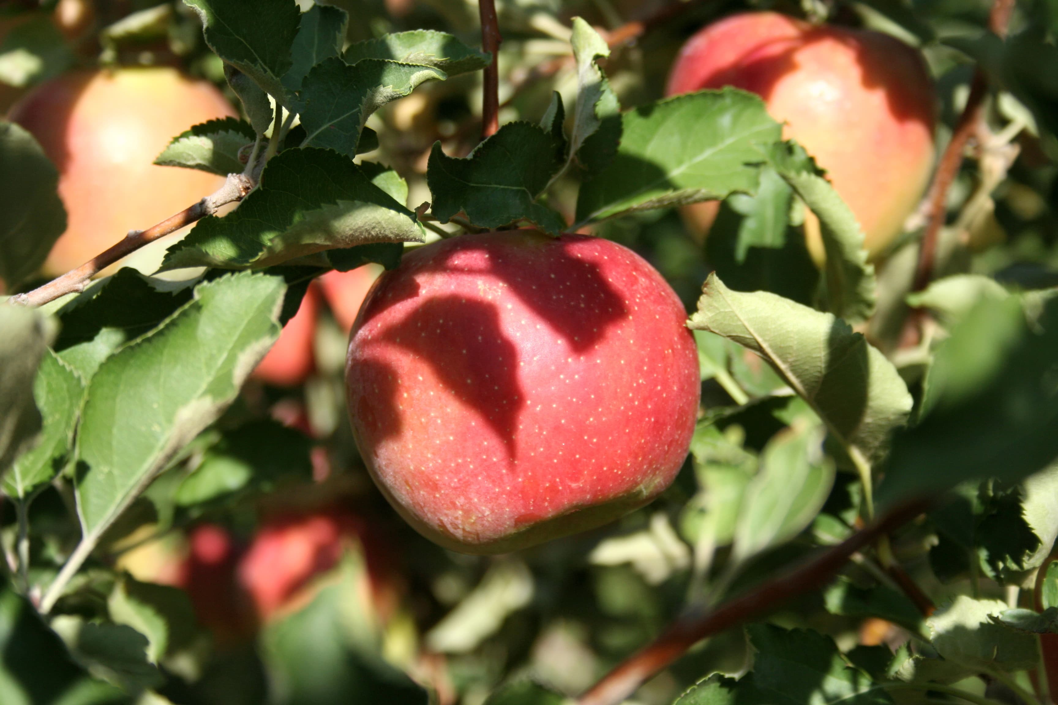 tasty apples.   so good right off the tree. photo