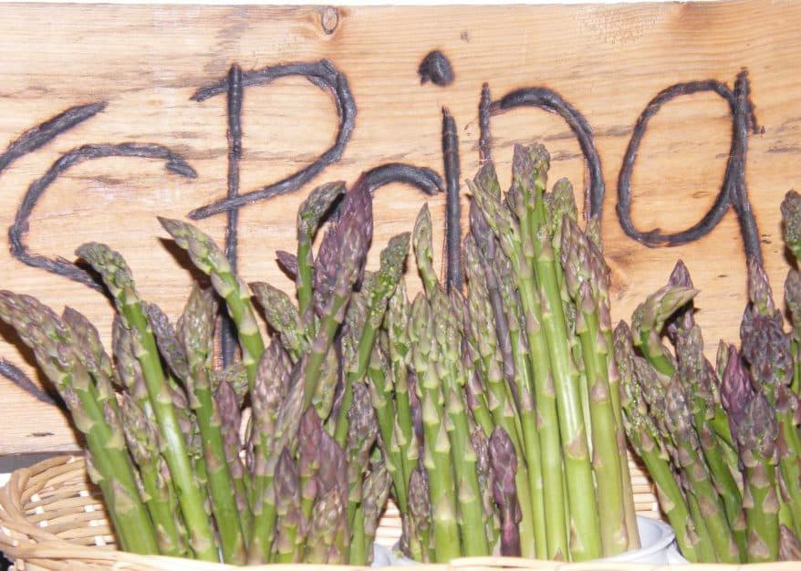 dayspring farm photo