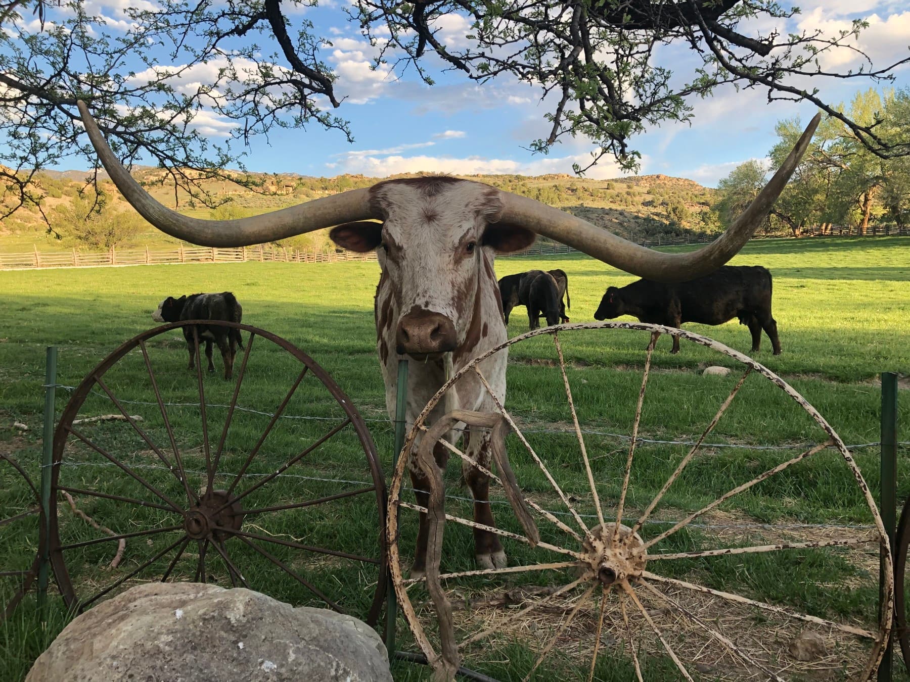 our pet cow - diego photo 10