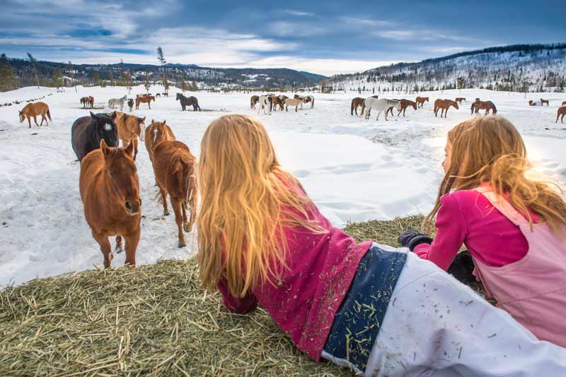 feeding time on the feed sleigh photo 20