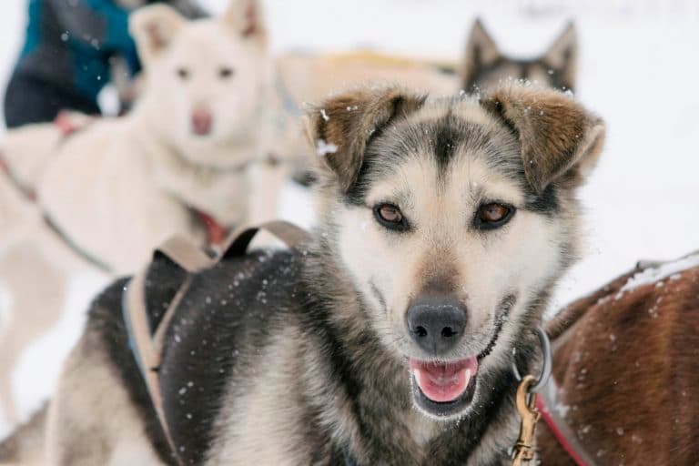 mountain paws dog sledding photo
