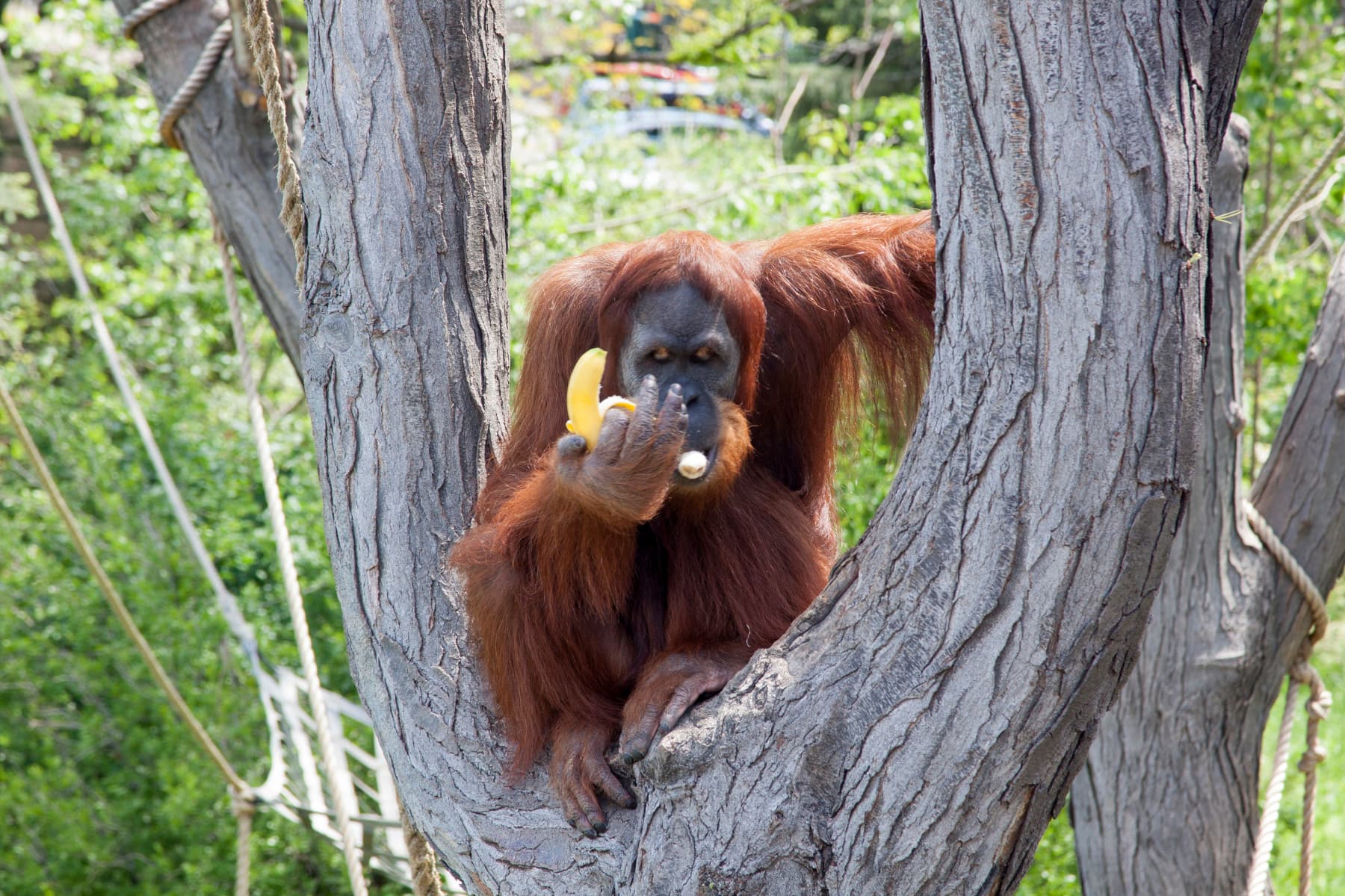 animal adventure: great apes encounter photo 5