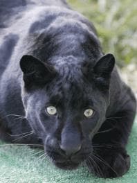 "eddy" the black leopard photo 2