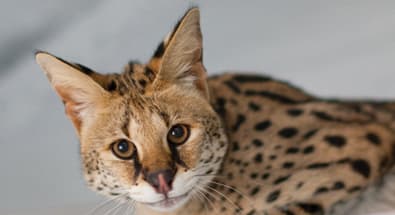 rescued african serval photo 6