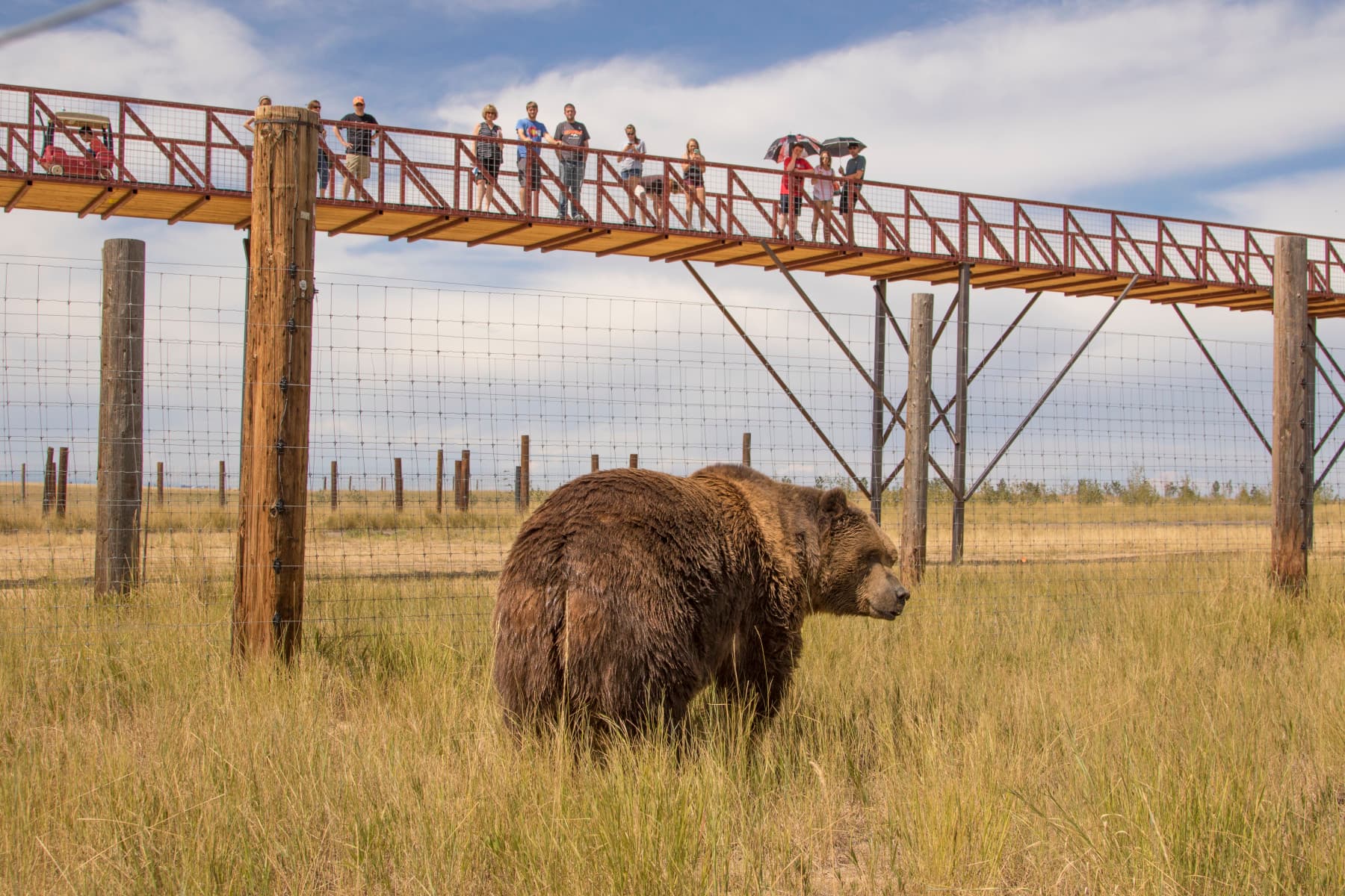 kodiak grizzly bear in open habitat photo