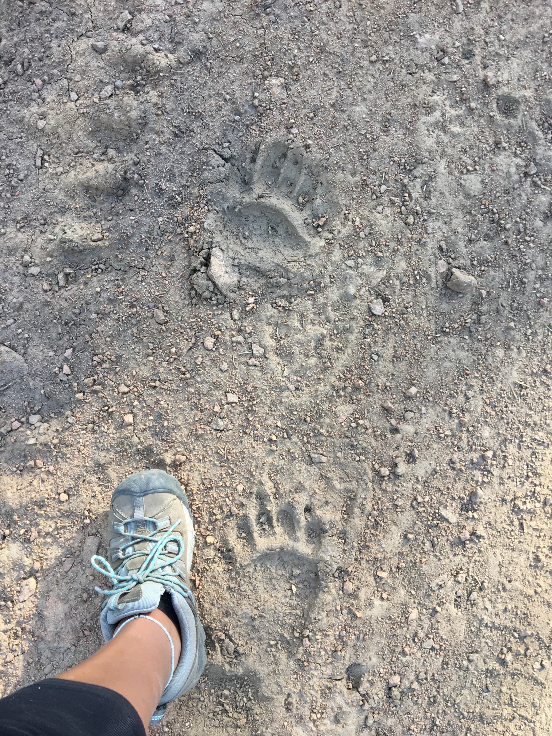 hike thru the rockies and search for wildlife prints! photo 10