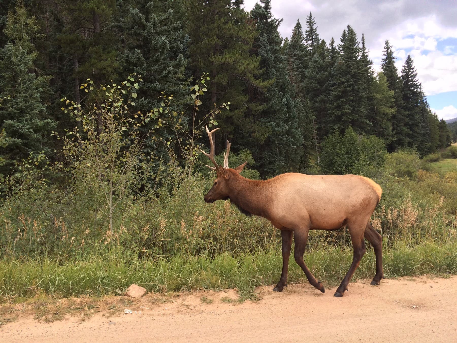 elk in the park! photo 16