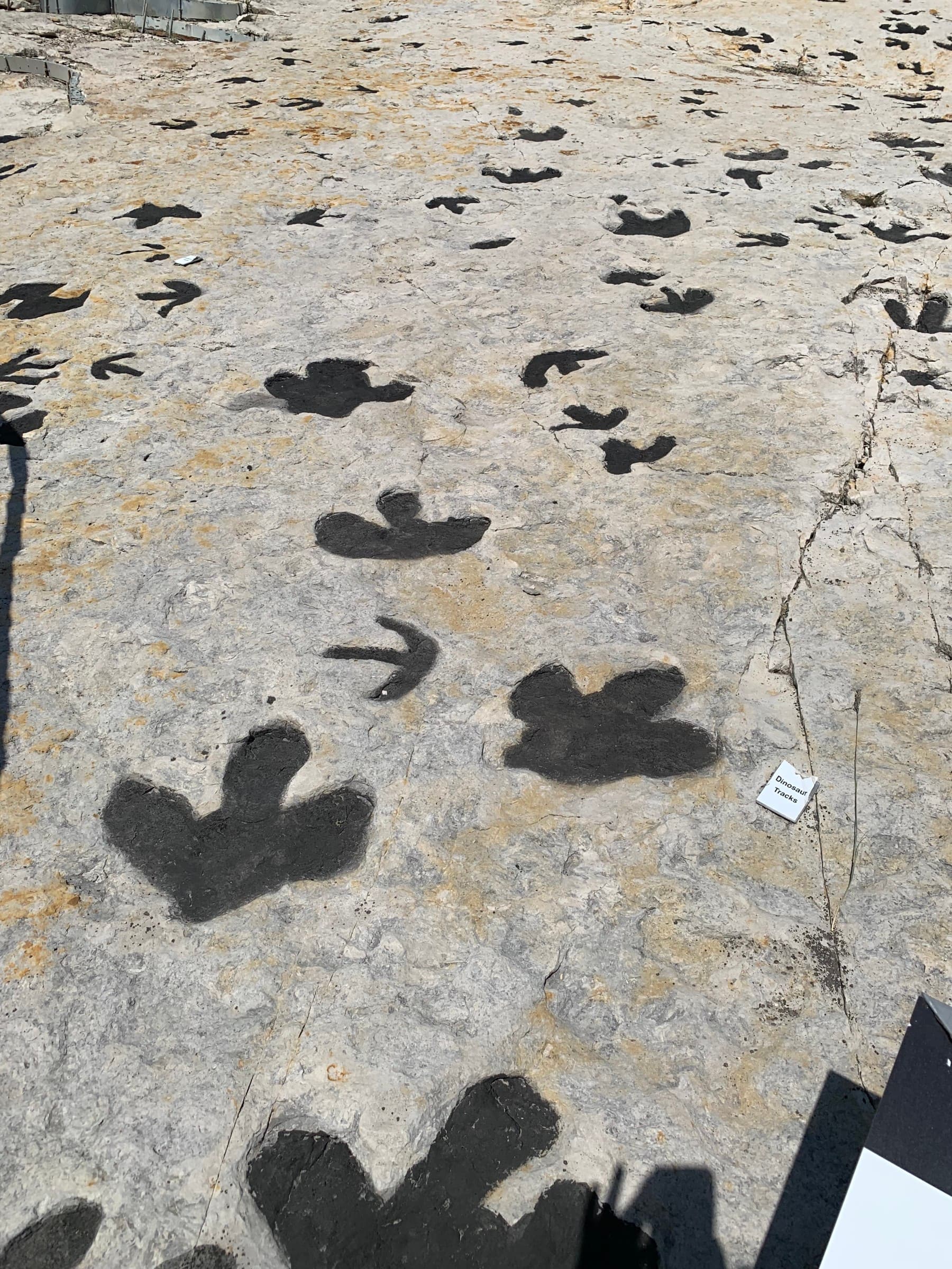 dinosaur ridge photo 5